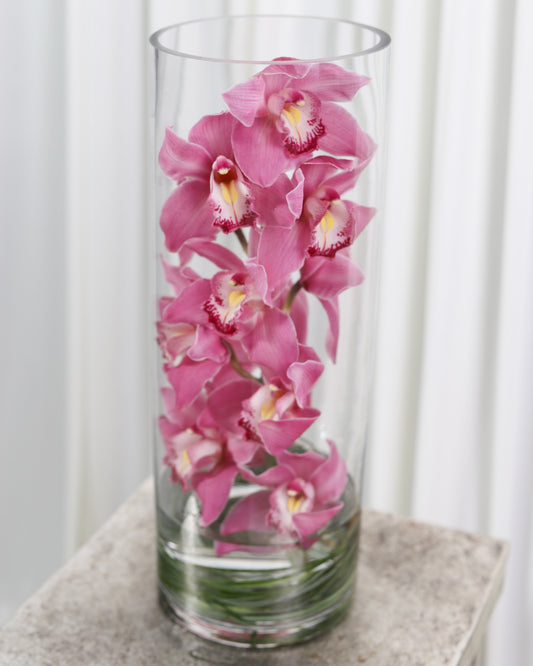 Cymbidium Cylinder