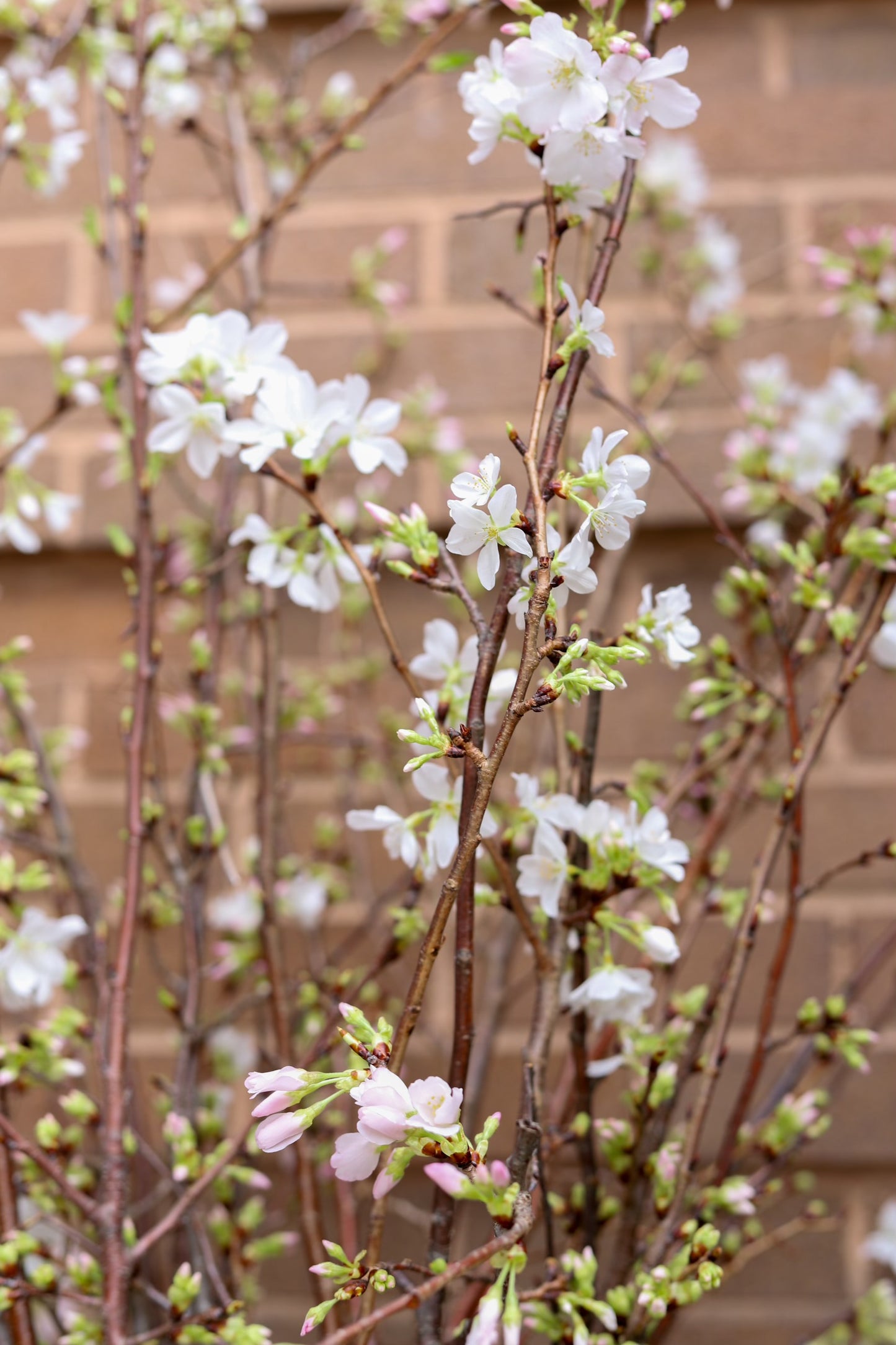 Allan Woods Cherry Blossom