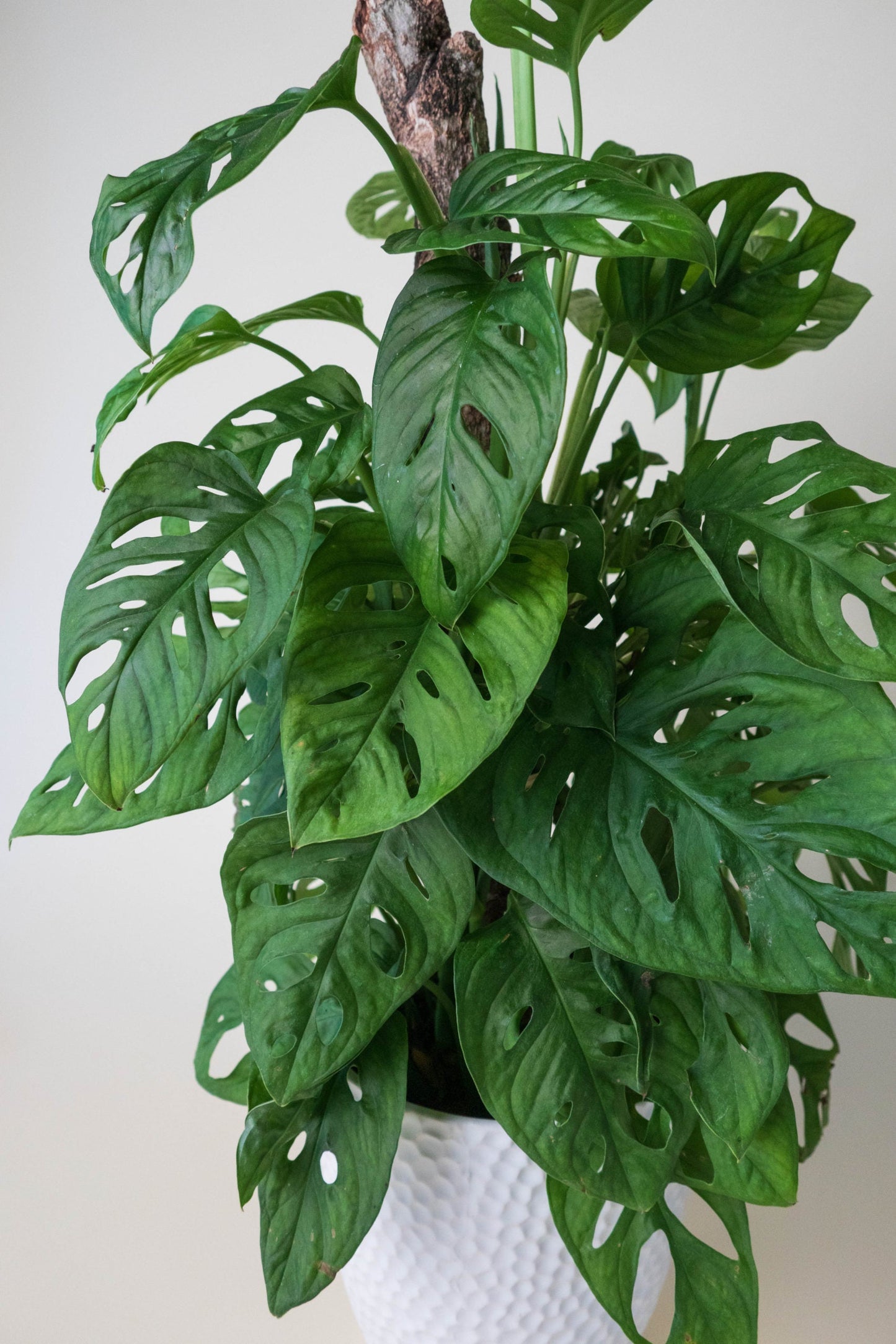 Allan Woods Plants Collection (Subscription)