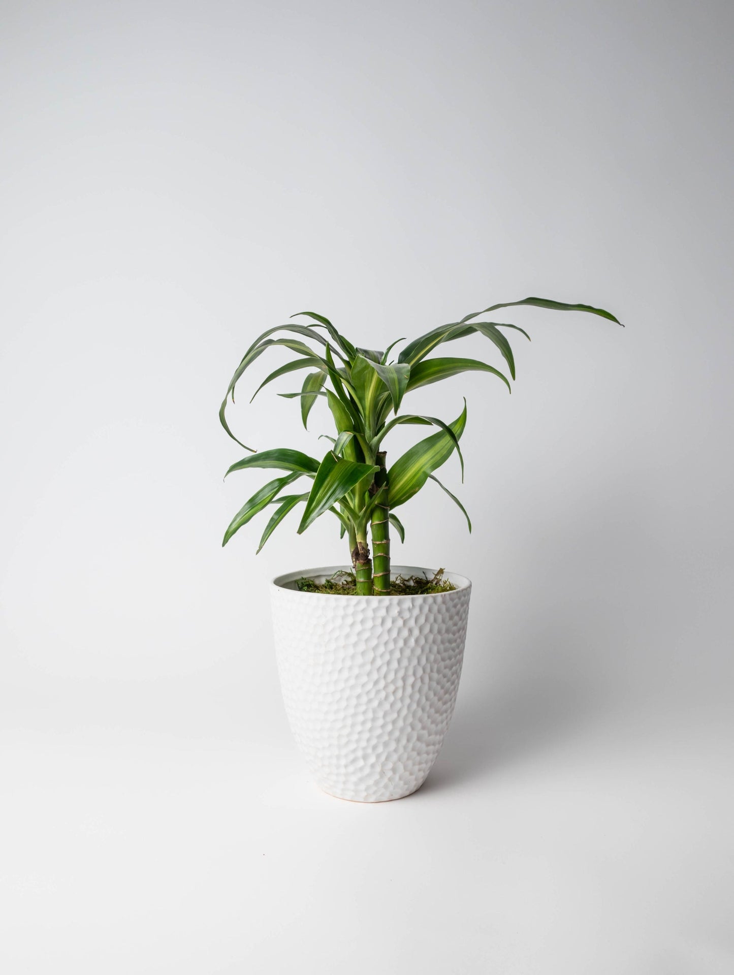 Allan Woods Plants Collection (Subscription)