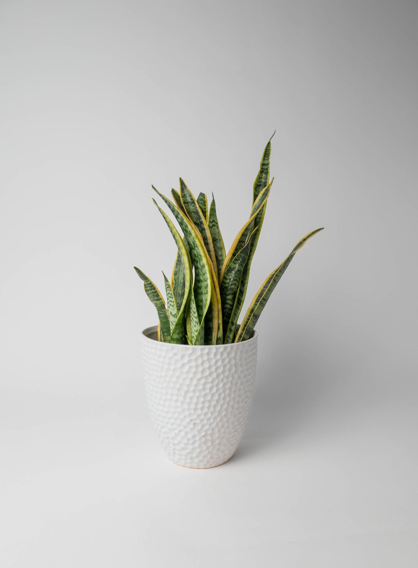 Allan Woods Plants Collection (Subscription)