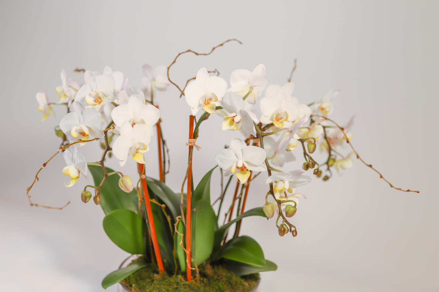 Mini Phalaenopsis Orchids