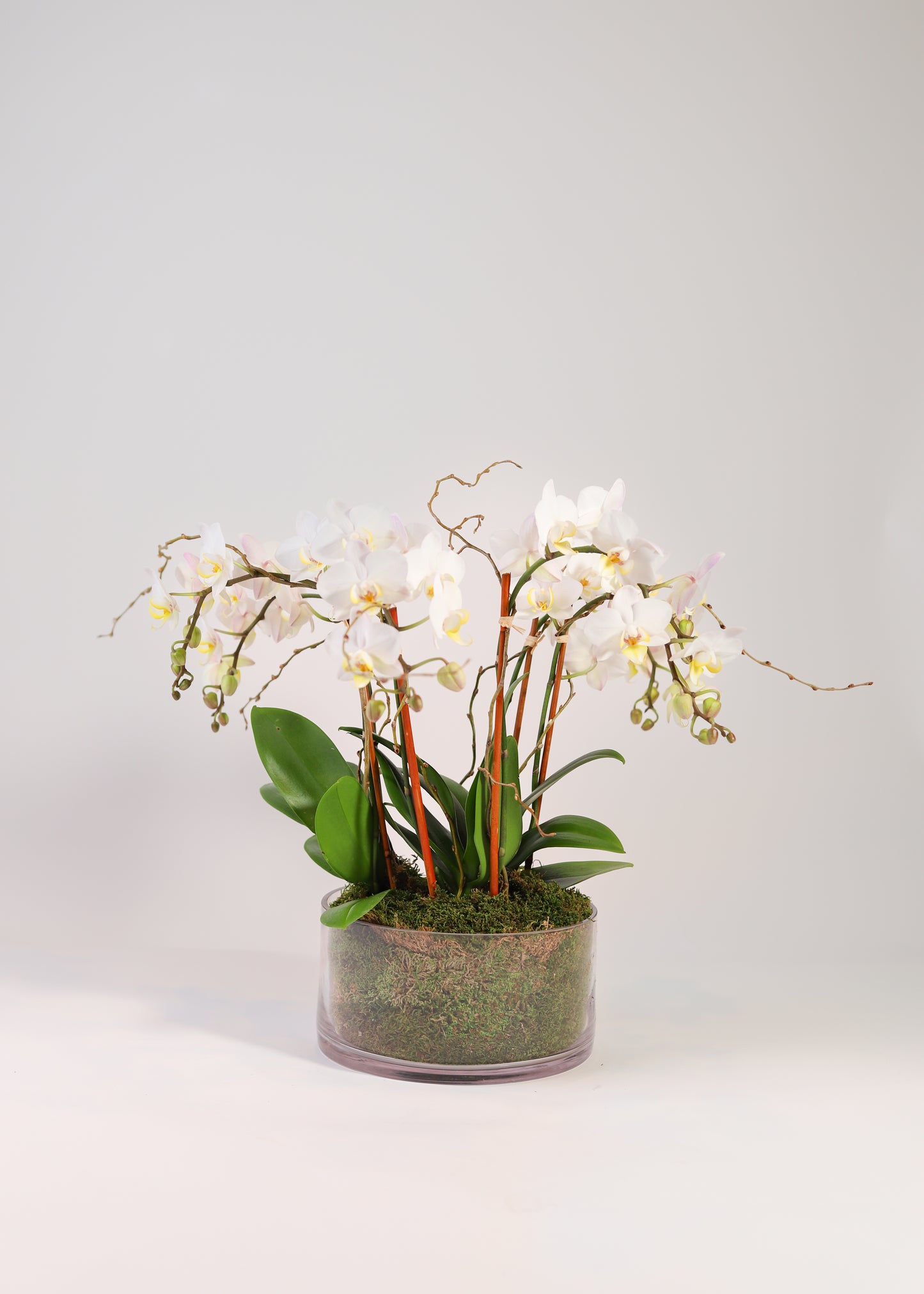 Mini Phalaenopsis Orchids