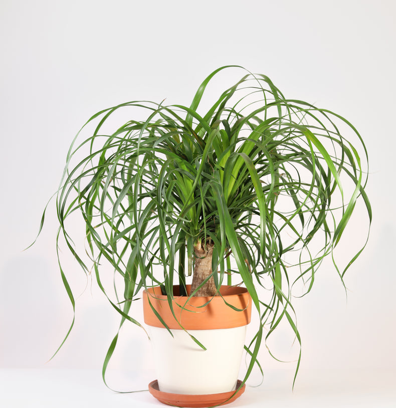 Mini Ponytail Palm