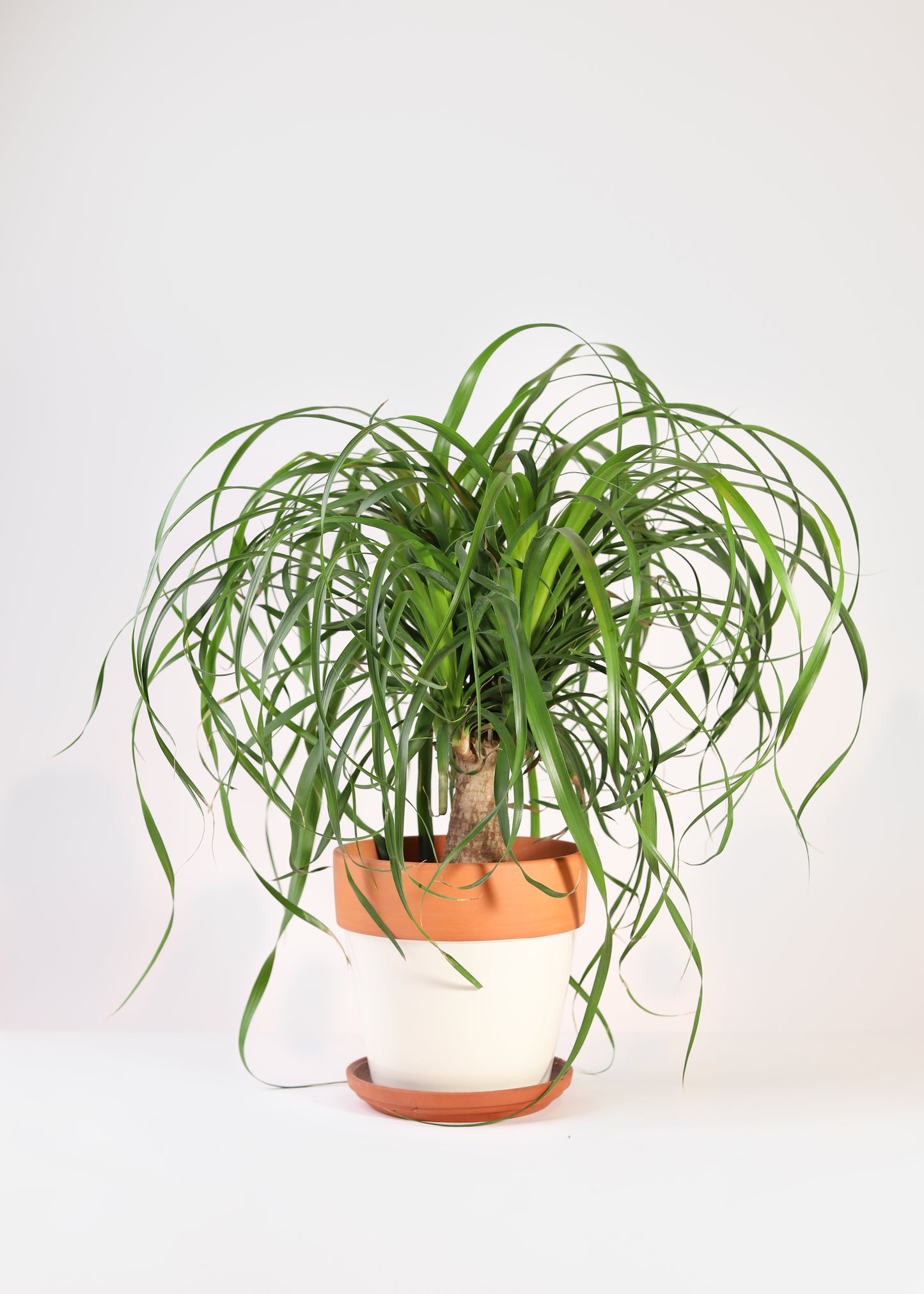 Mini Ponytail Palm