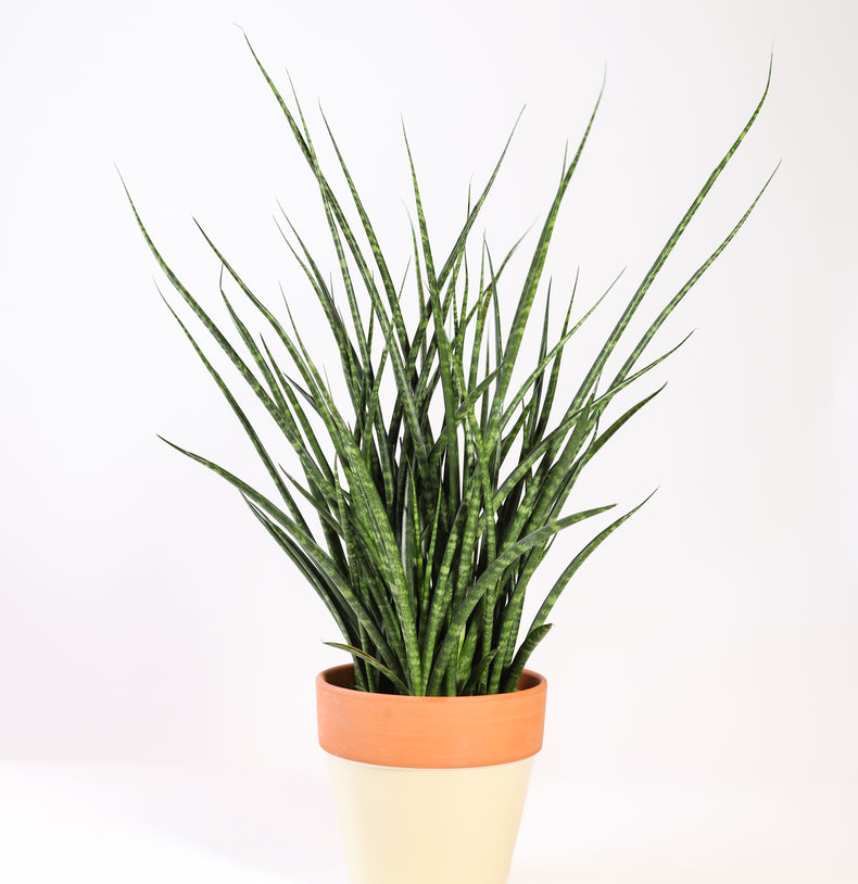 Mini Sansevieria Fernwood