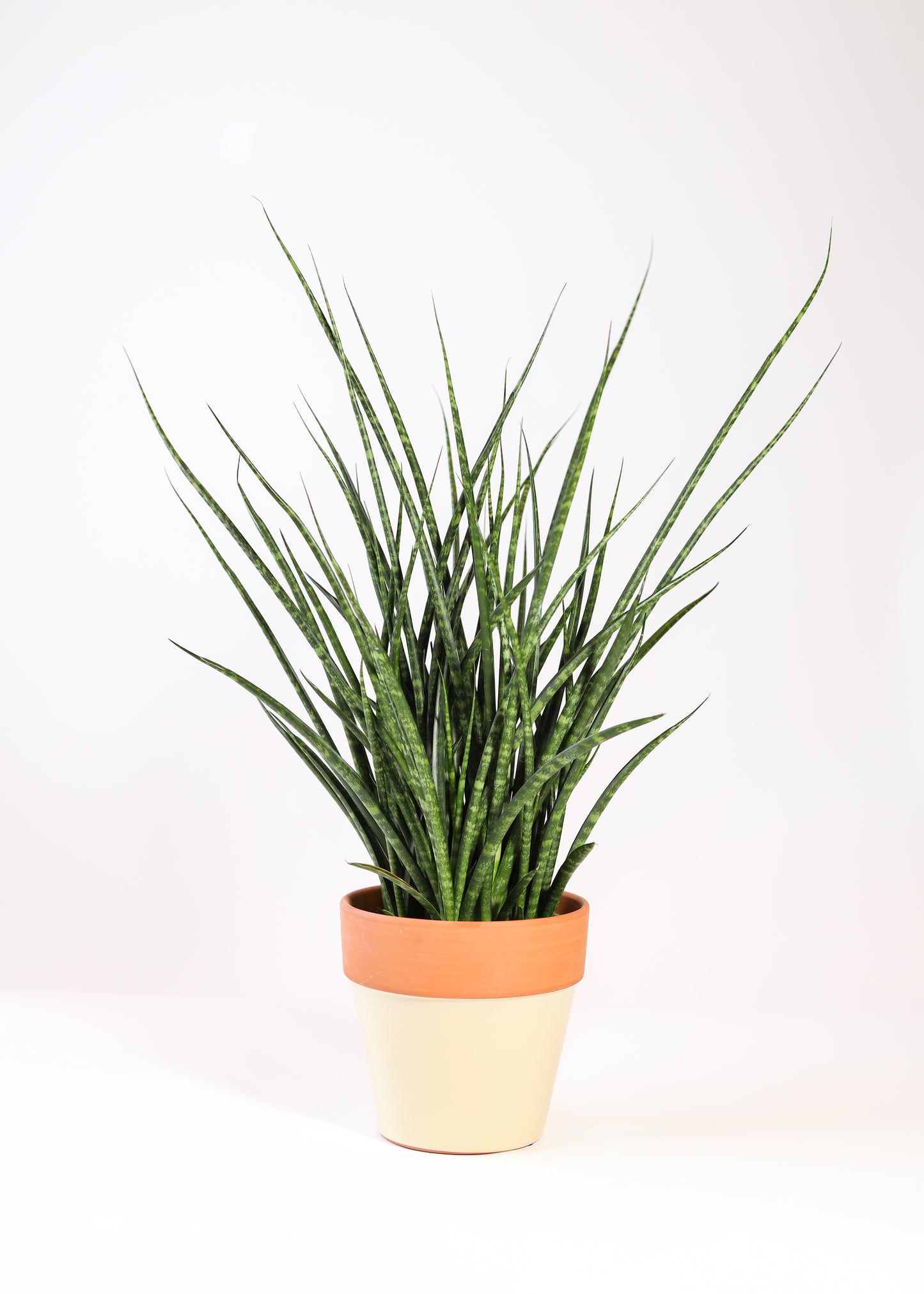 Mini Sansevieria Fernwood