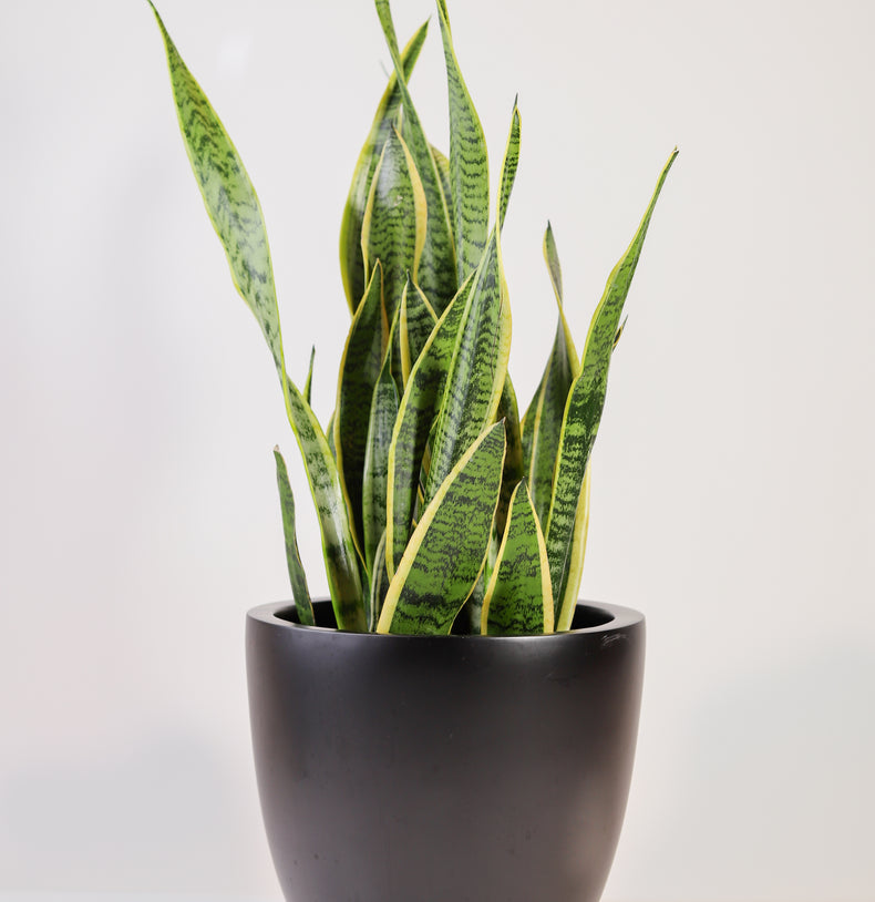 Sansevieria Laurentii