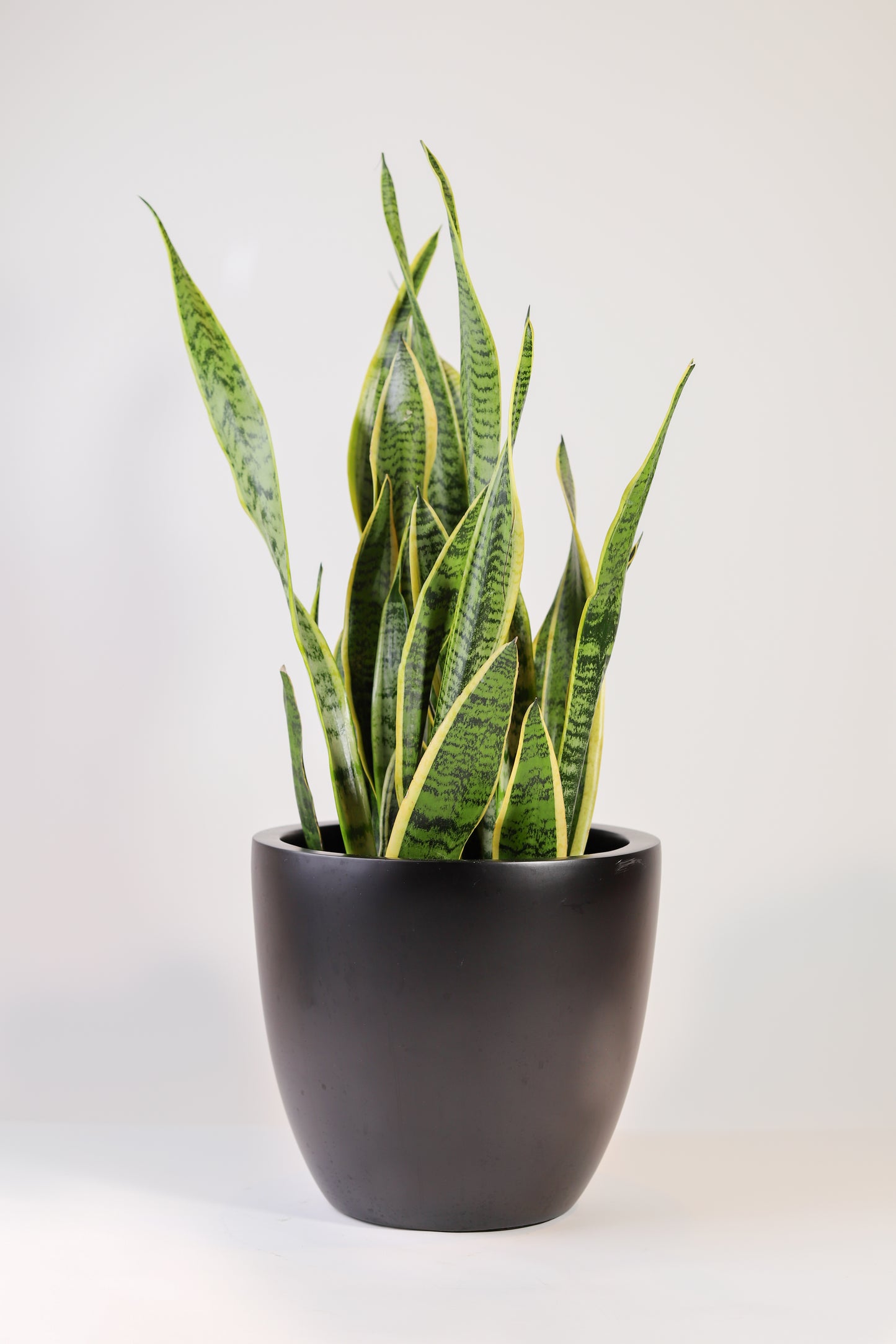Sansevieria Laurentii