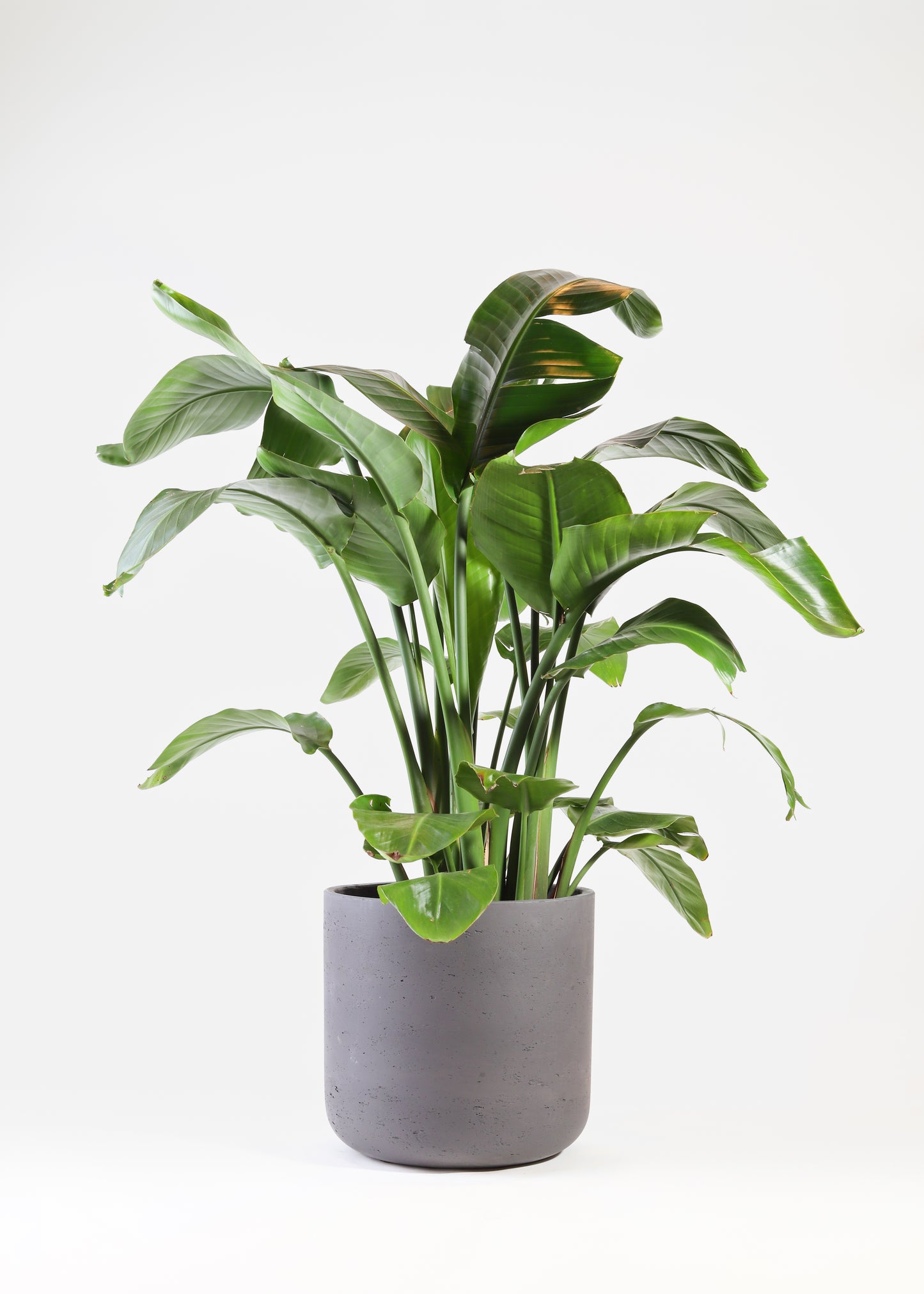 Strelitzia