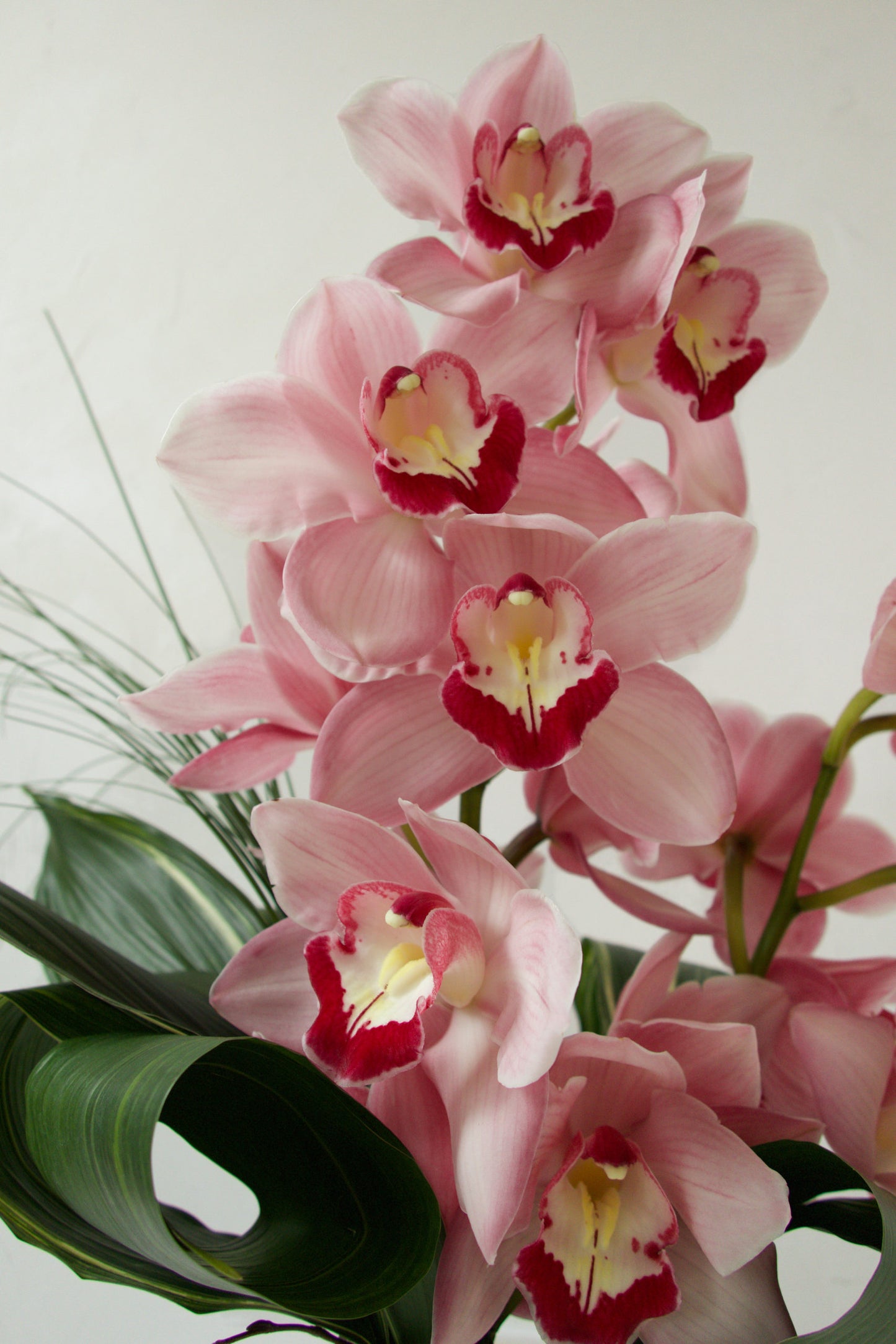 Cymbidium Simplicity