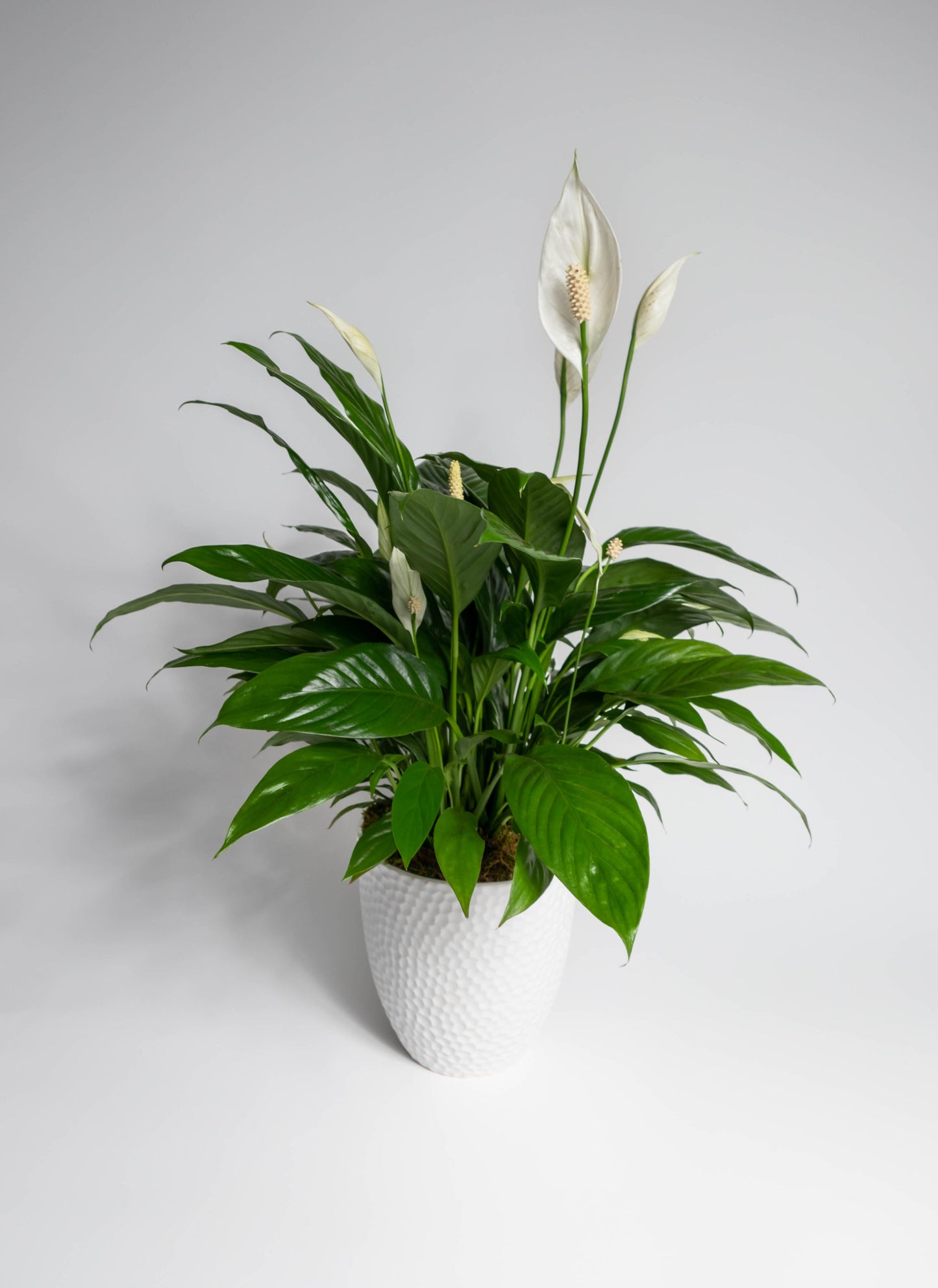 Spathiphyllum