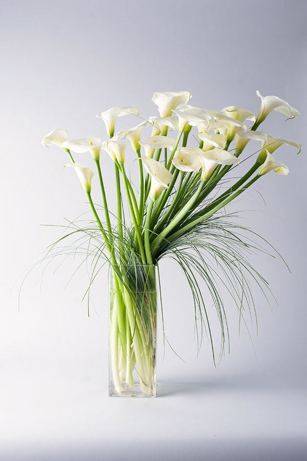 tall white calla lilies Calla Cascade