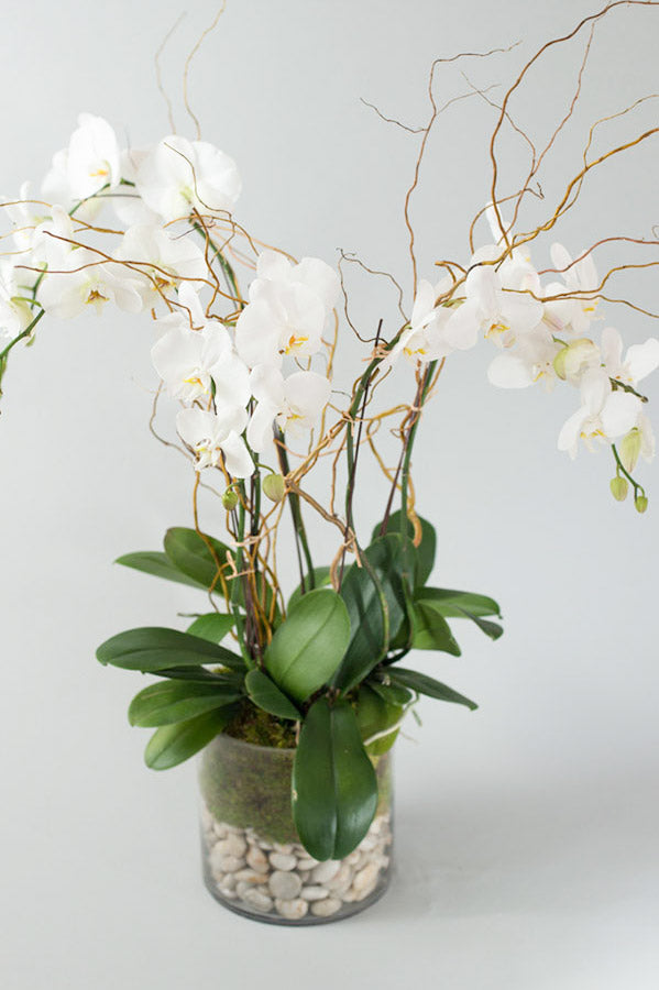Deluxe White Phaelaenopsis Orchid – Allan Woods Flowers