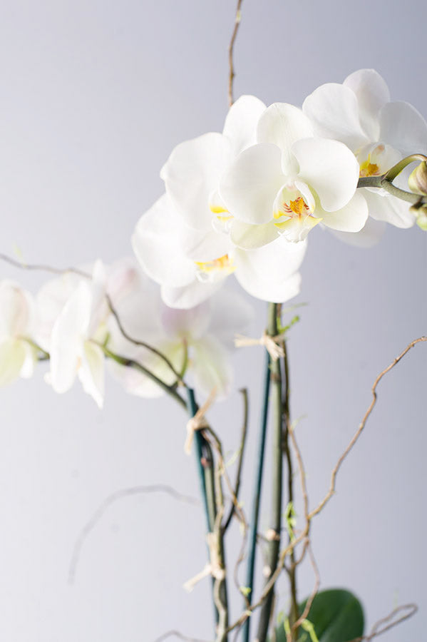 Double Stem Phalaenopsis Orchid