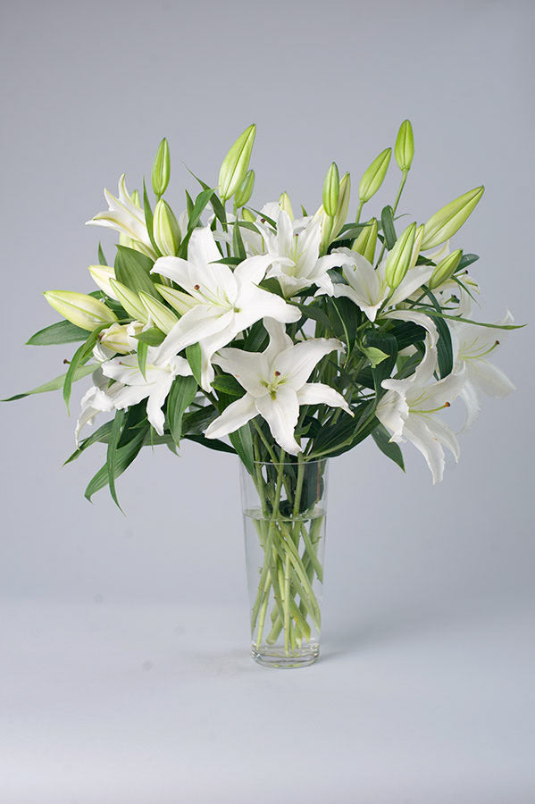 white casa blanca lily Exotic Casablanca