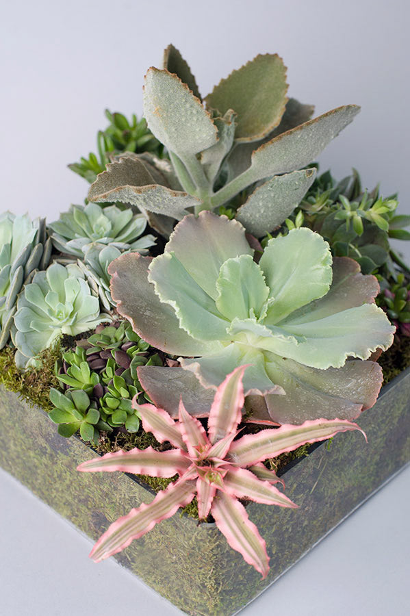 Grand Succulent Garden