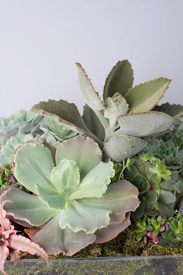 Grand Succulent Garden