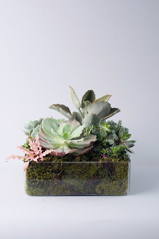 Grand Succulent Garden