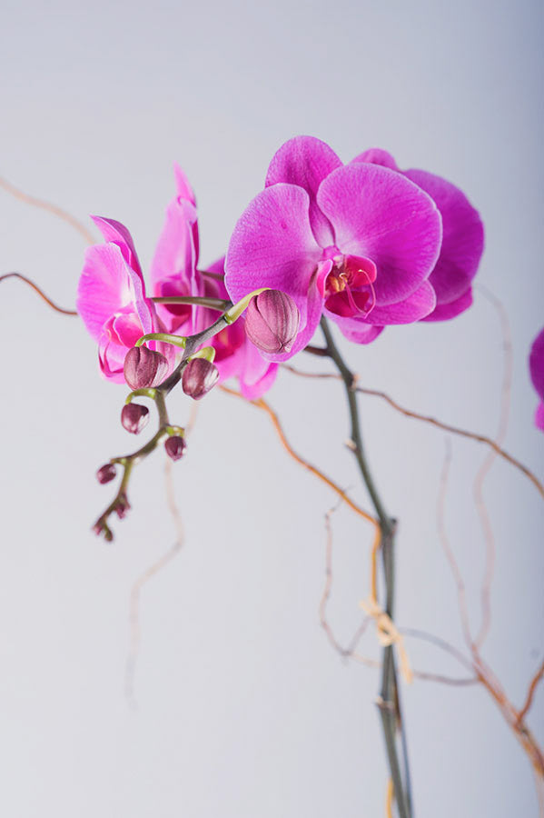 Magenta Phalaenopsis Orchid
