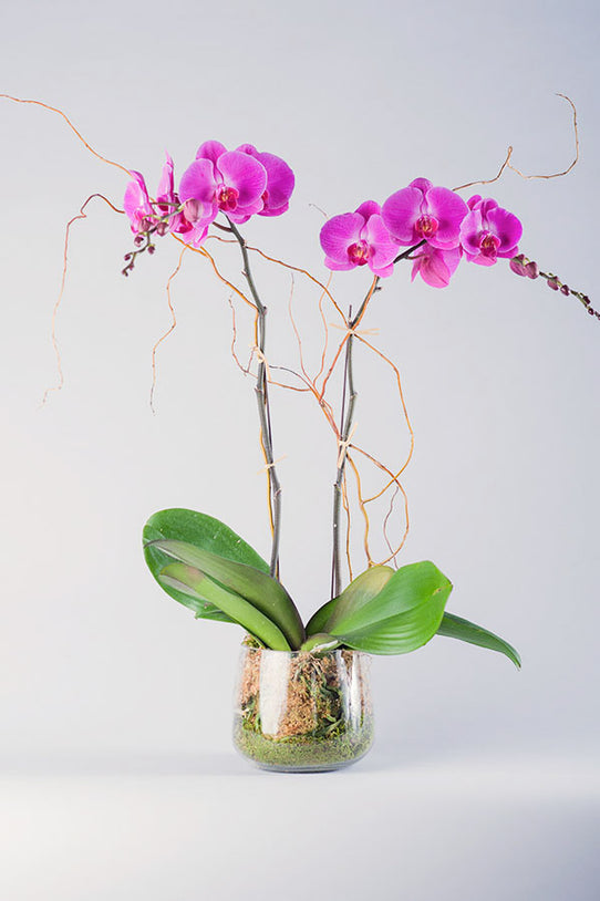 Magenta Phalaenopsis Orchid
