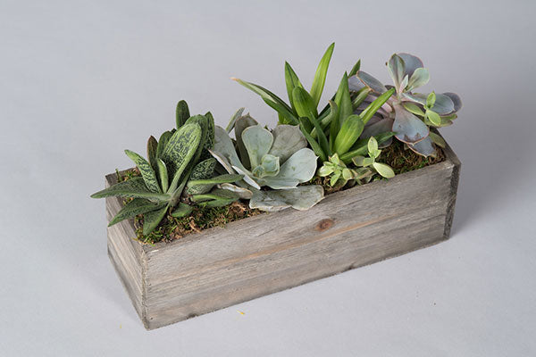 succulent plant box Succulent Box – Allan Woods Flowers