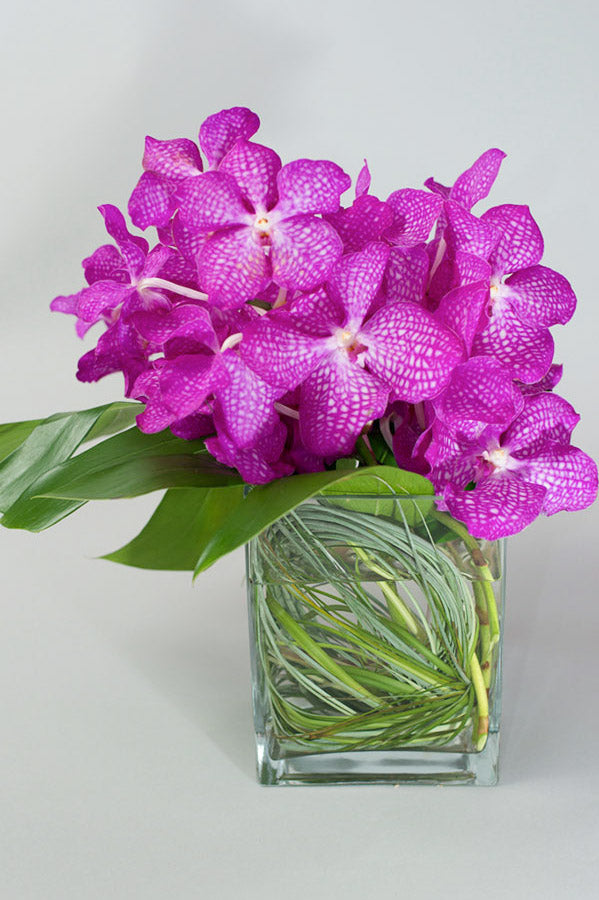 Vanda Simplicity