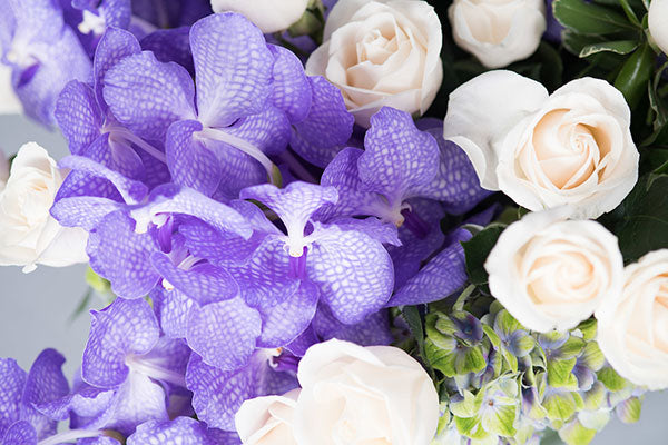 A Vanda Splendor