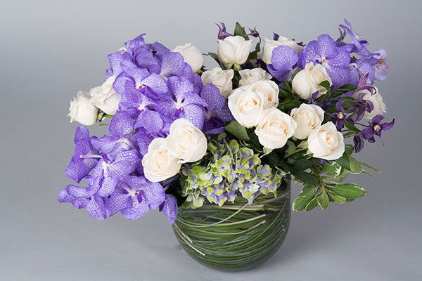 A Vanda Splendor