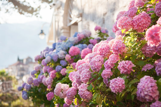 Pink and blue hydrangea blooms growing along garden wall in soft sunlight