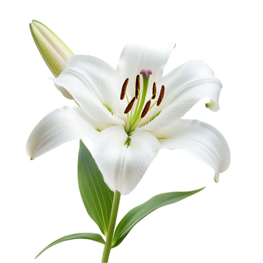 Casablanca Lily