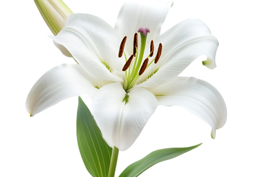 Casablanca Lily