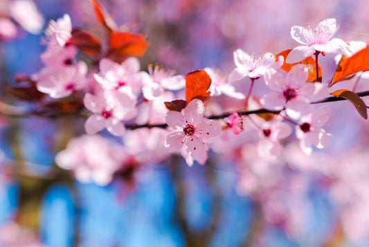 Cherry blossom branch in soft pink bloom in Washington, DC during spring with delicate petals and warm sunlight