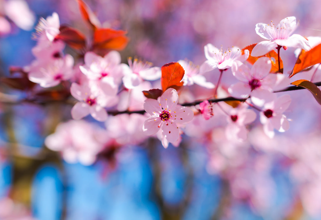 Cherry blossom branch in soft pink bloom in Washington, DC during spring with delicate petals and warm sunlight