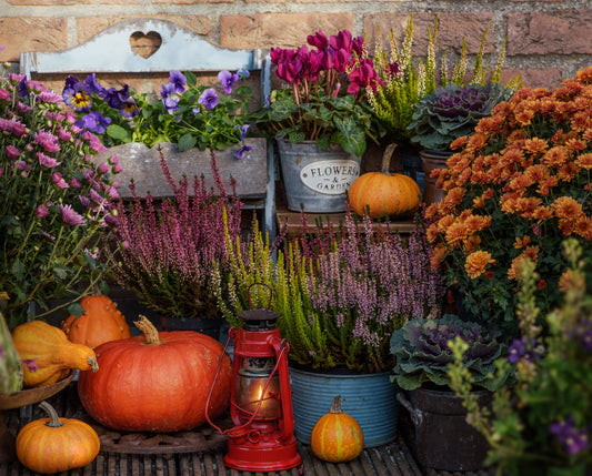 Autumn fall flower arrangement with pumpkins, chrysanthemums, heather, and ornamental cabbage in rustic containers against brick wall