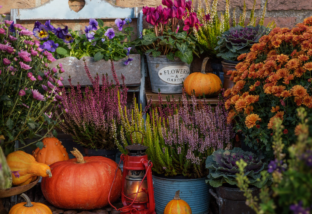 Autumn fall flower arrangement with pumpkins, chrysanthemums, heather, and ornamental cabbage in rustic containers against brick wall