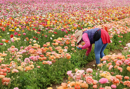 Flower farmer harvesting ranunculus in a colorful spring field, representing sustainable and eco-friendly floristry