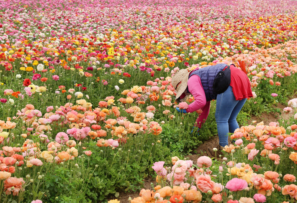 Flower farmer harvesting ranunculus in a colorful spring field, representing sustainable and eco-friendly floristry