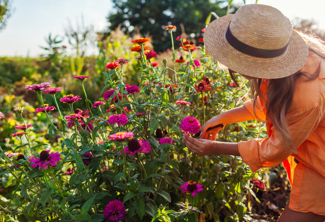 Flower farmer harvesting fresh zinnias in a sunlit field, representing farm-fresh flowers and longer-lasting blooms