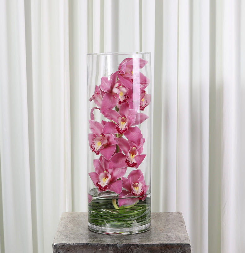 Cymbidium Cylinder
