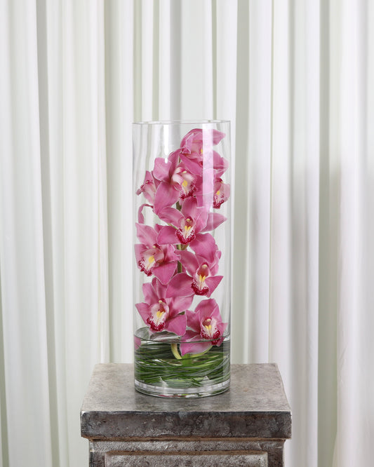 Cymbidium Cylinder