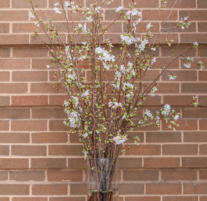 Allan Woods Cherry Blossom