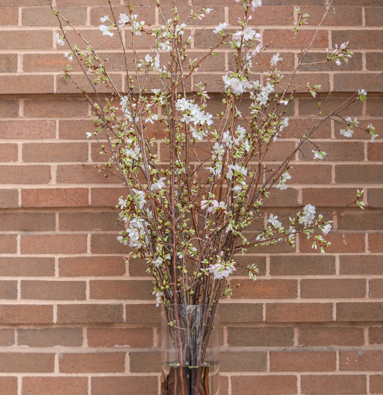 Allan Woods Cherry Blossom