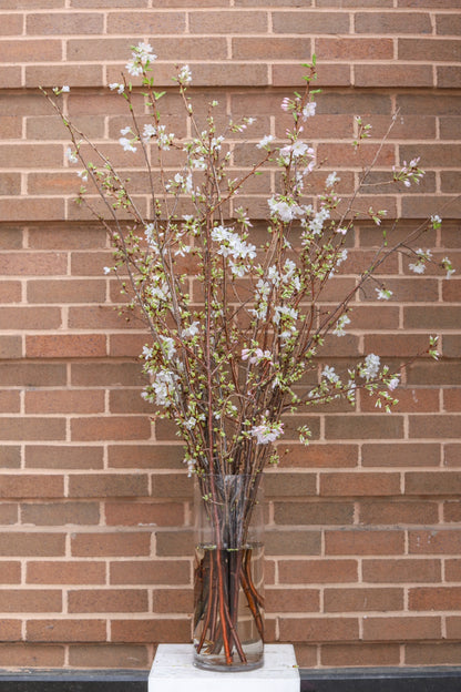 Allan Woods Cherry Blossom