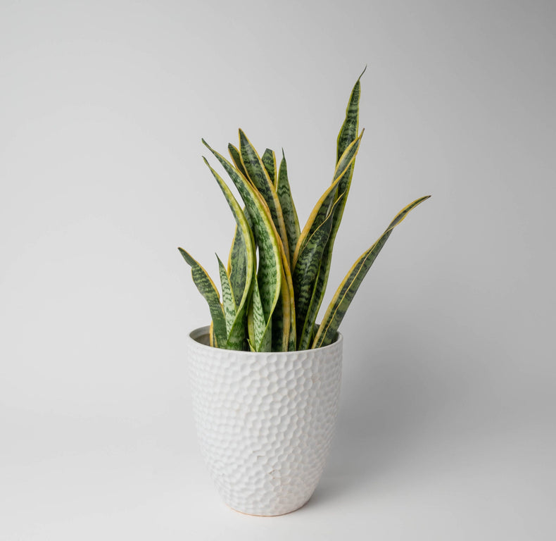 Allan Woods Plants Collection (Subscription)