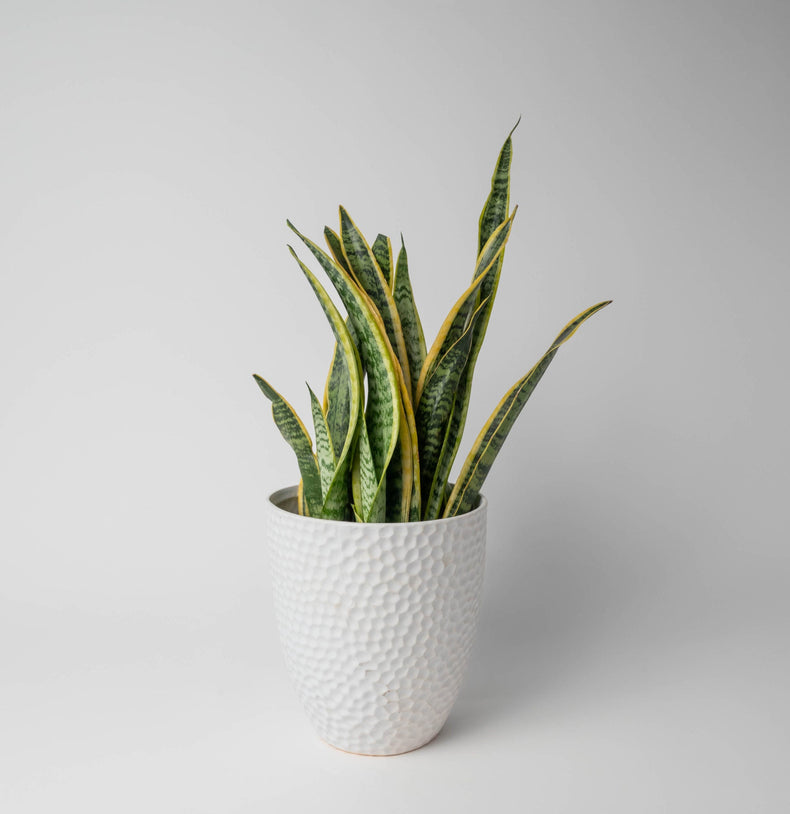 Allan Woods Plants Collection (Subscription)
