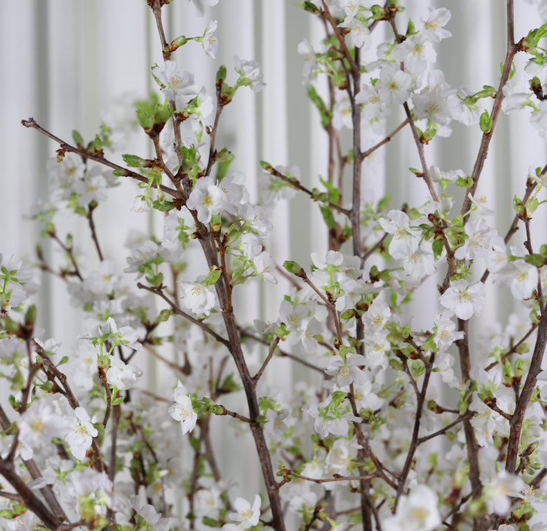 Allan Woods Cherry Blossom