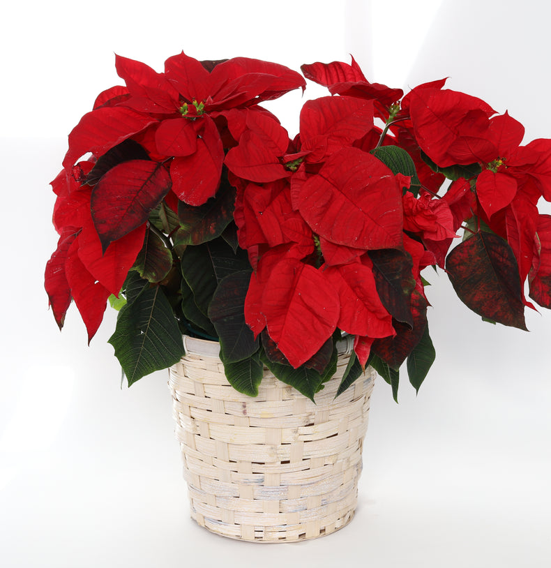 Allan Woods Poinsettia