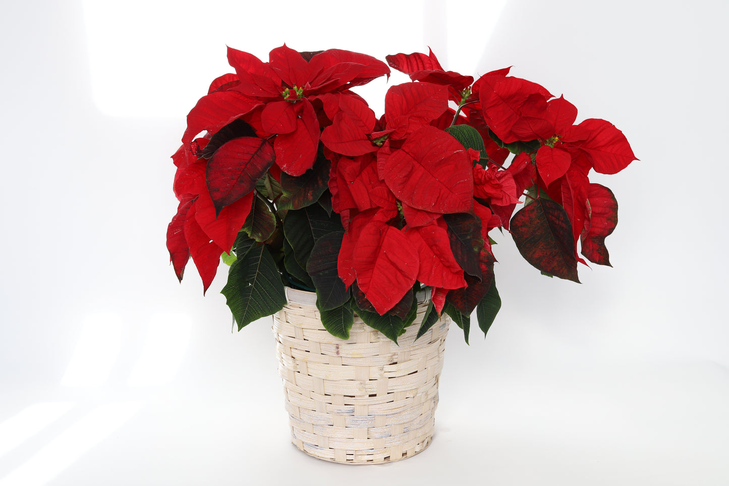 Allan Woods Poinsettia