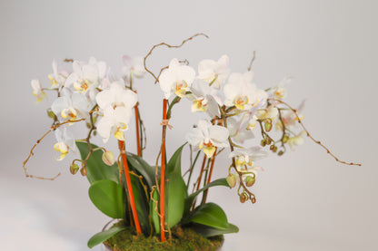 Mini Phalaenopsis Orchids